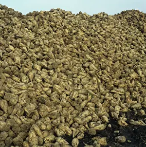 Pile: Harvested Sugar Beet Roots