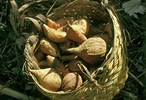 Potatoes: Harvested Sweet Potatoes