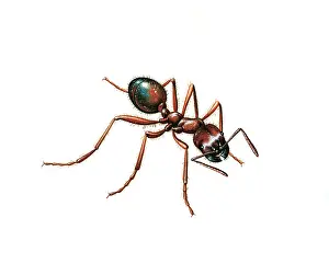 Harvester Ant