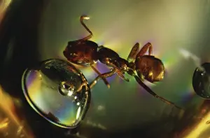 Harvester: Harvester Ant in Amber
