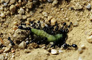 Preying: Harvester Ants with prey (1 of 4)
