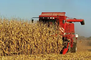 Maize: Harvester harvests maize, Department Allier, Auvergne-Rhone-