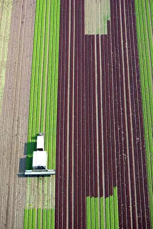 Harvester: Harvester on lettuce field, cultivation of red and