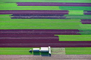 Harvester: Harvester on lettuce field, cultivation of red and