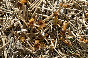 Harvester: Harvester Termites foraging
