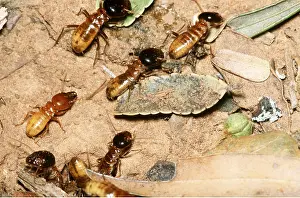 Termite: HARVESTER TERMITES ON GROUND