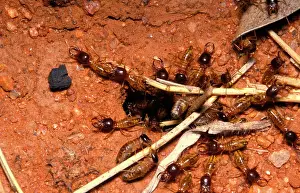Soldiers: Harvester termites - workers bringing grass to