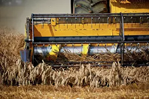 Working: Harvester working on wheat field