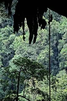 Sarawak: Harvesting Birds Nests, Niah, Malaysia
