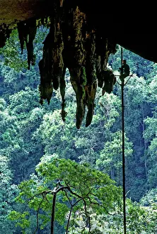 Sarawak: Harvesting Birds Nests, Niah, Malaysia