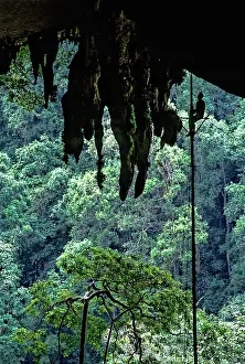 Sarawak: Harvesting Birds Nests, Niah, Malaysia
