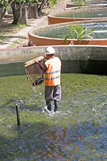 Tilapia: Harvesting fish from tilapia cultivation ponds