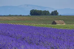 Harvesting: Harvesting, Lavender (lavandin) Fields, Valensole