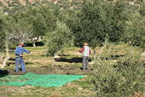 Olives: Harvesting olives