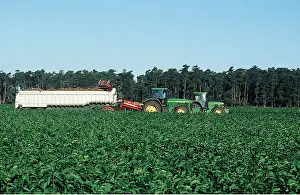 Harvesting: HARVESTING PARSNIPS - green crop