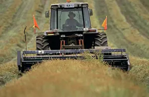 Pesticide: Harvesting pyrethrum
