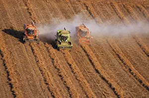 Pesticide: Harvesting Pyrethrum