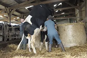 Sperm: Harvesting of sperm from a bull Pim'Holstein France