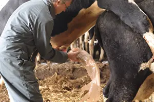 Sperm: Harvesting of sperm from a bull Pim'Holstein France