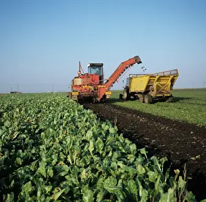 Lifting: Harvesting sugar beets