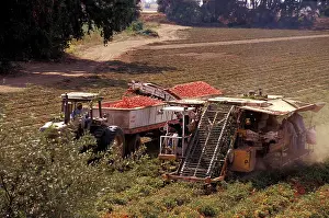 Workers: Harvesting Tomatoes