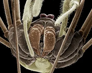 Opilio: Harvestman