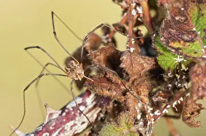 Opilio: Harvestman