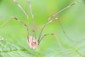 Opilio: Harvestman