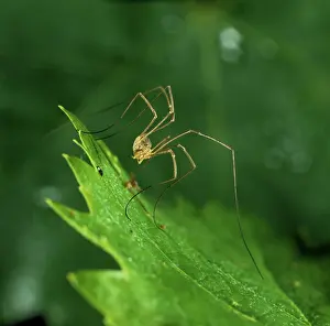 Longlegs: Harvestman