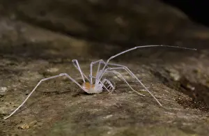 Subterranean: Harvestman