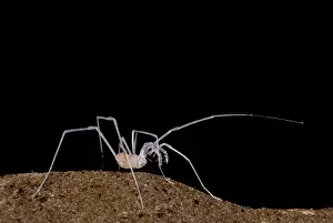 Subterranean: Harvestman