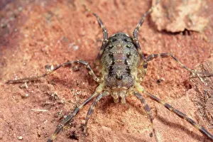 Autum: Harvestman