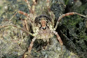 Autum: Harvestman