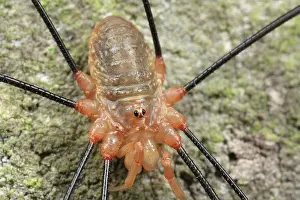 Opilio: Harvestman