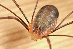 Opilio: Harvestman