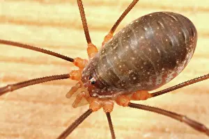 Opilio: Harvestman