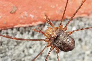 Autum: Harvestman
