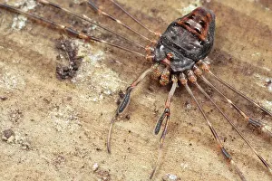 Autum: Harvestman