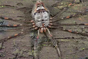 Autum: Harvestman