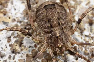 Opiliones: Harvestman