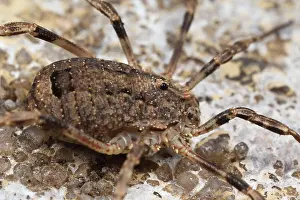 Opiliones: Harvestman