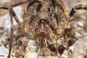Opiliones: Harvestman