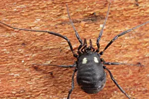 Opiliones: Harvestman