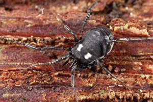 Opiliones: Harvestman