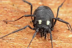 Opiliones: Harvestman