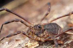 Opiliones: Harvestman