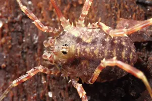 Opiliones: Harvestman