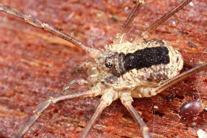 Opiliones: Harvestman