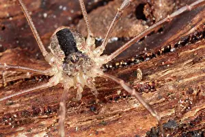 Opiliones: Harvestman