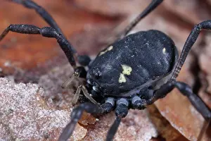 Opiliones: Harvestman